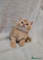 British Shorthair cats - Advert 16