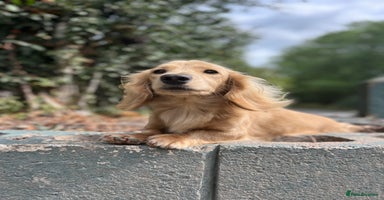 Dachshund dogs in Llansantffraid - Advert 4