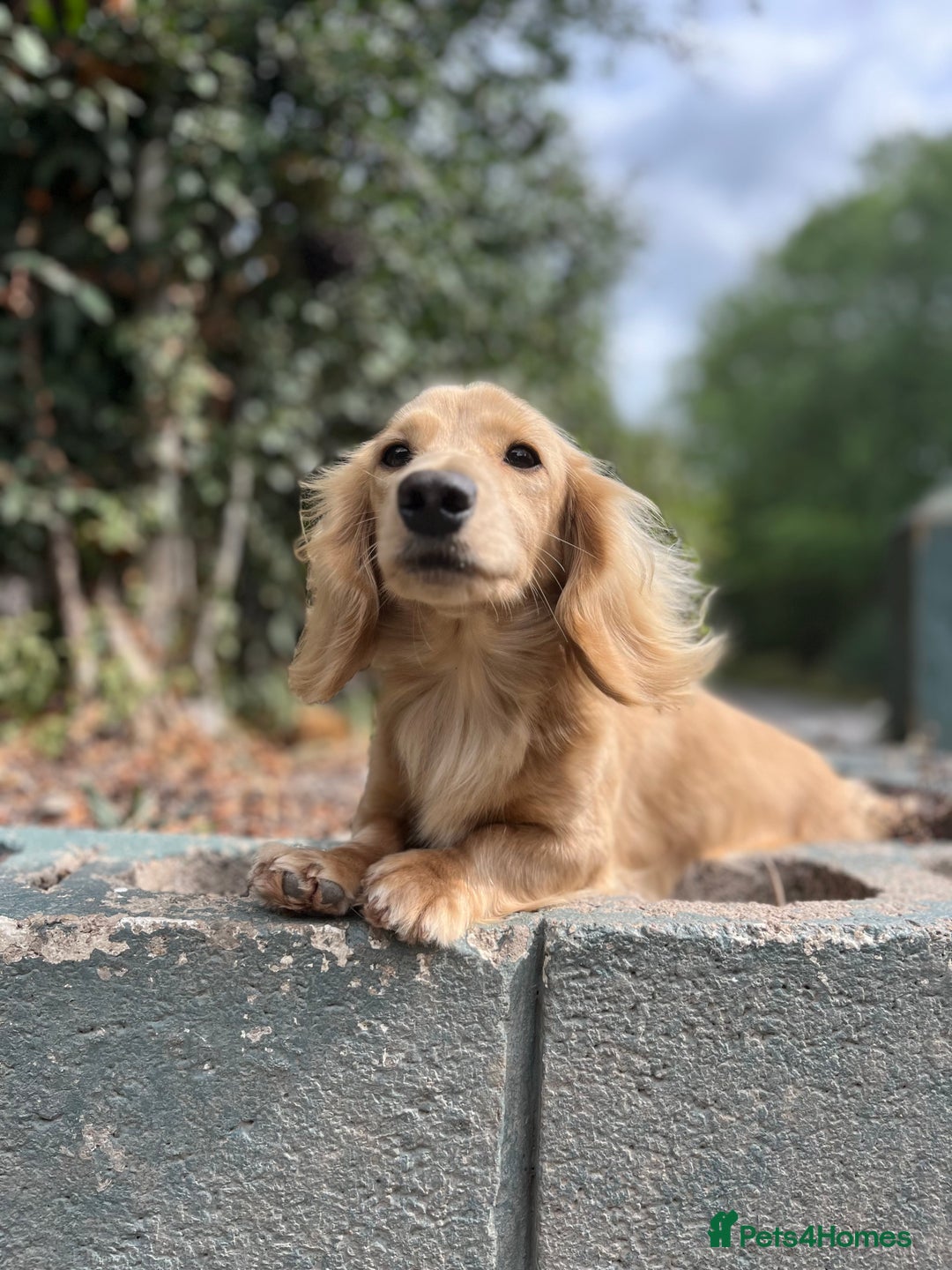 Dachshund dogs for stud: 🤍PROVEN MINIATURE KC CREAM LONG HAIRED DACHSHUND  in Llansantffraid - Image 2