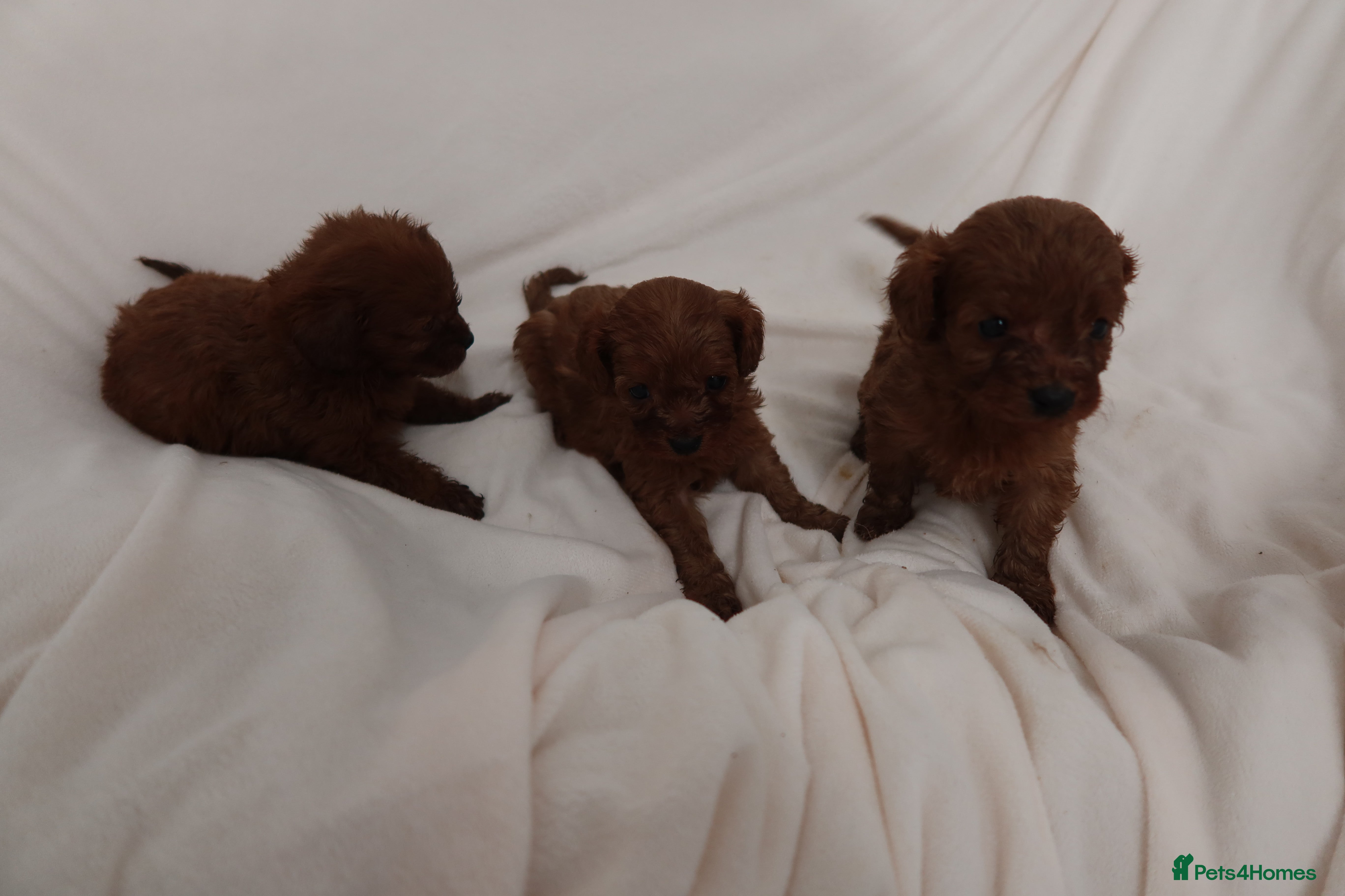 Cavapoo dogs 4 beautiful red cavapoo puppies available  - Advert 13