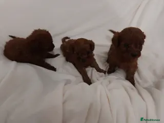 Cavapoo dogs 4 beautiful red cavapoo puppies available - Advert 13