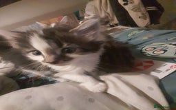 Mixed Breed cats for sale: Beautiful kittens  - Image 2