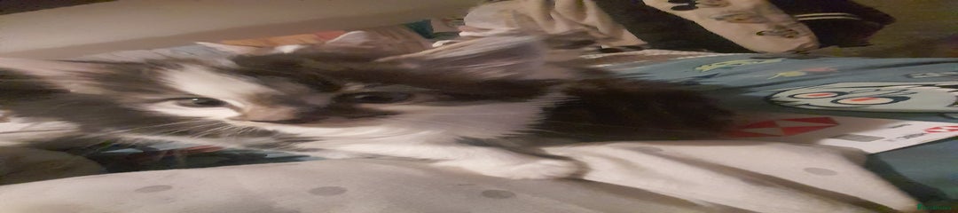 Mixed Breed Kitten 3