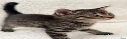 Mixed Breed cats for sale: Tabby male kittens  - Advert 8