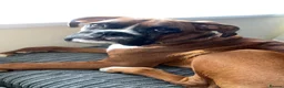 Boxer dogs for sale: Full pedigree boxer approximately 8 months.  - Advert 5