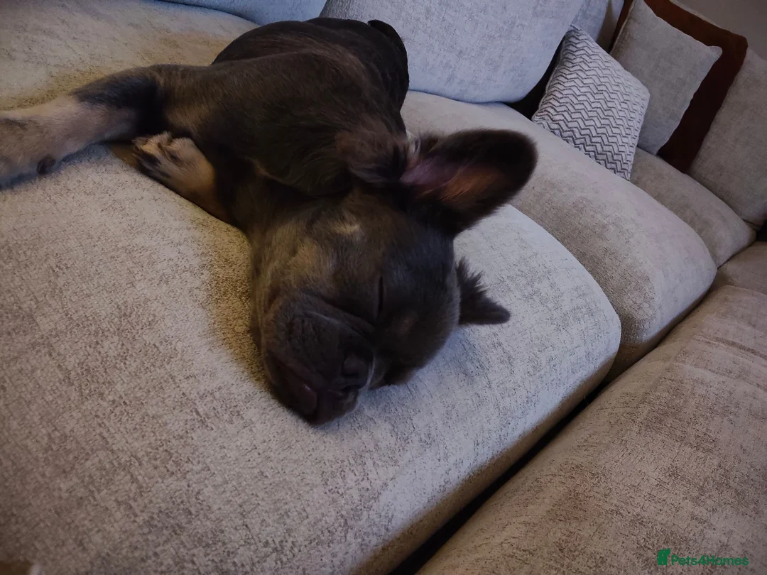 French Bulldog dogs for sale: Fluffy French Bulldog  in Kidderminster - Advert 2