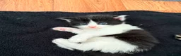 Mixed Breed cats for sale: Mixed Maine Coon kittens  - Advert 25