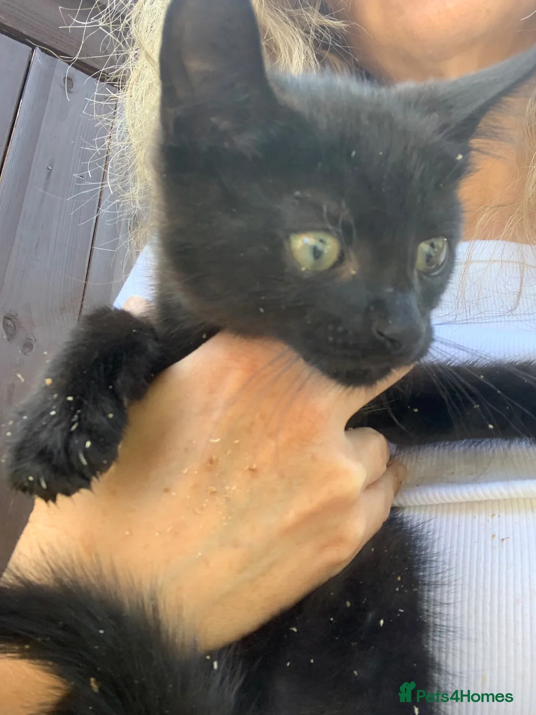 Mixed Breed cats for sale: Two beautiful kittens for sale 13 Weeks old - Advert 2