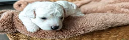 Bichon Frise dogs for sale: Sweet Bichon Frise puppies- Champion Bloodline  - Advert 14