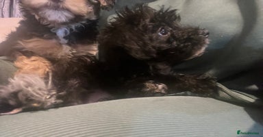 Yorkiepoo dogs - Advert 5