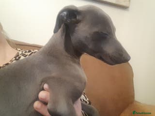 Whippet dogs Beautiful whippet puppies - Advert 4