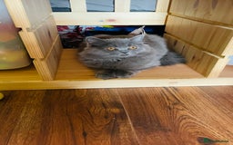Scottish Fold cats for sale: Beautiful boy and girl looking for forever home ❤️ in Derby - Image 14