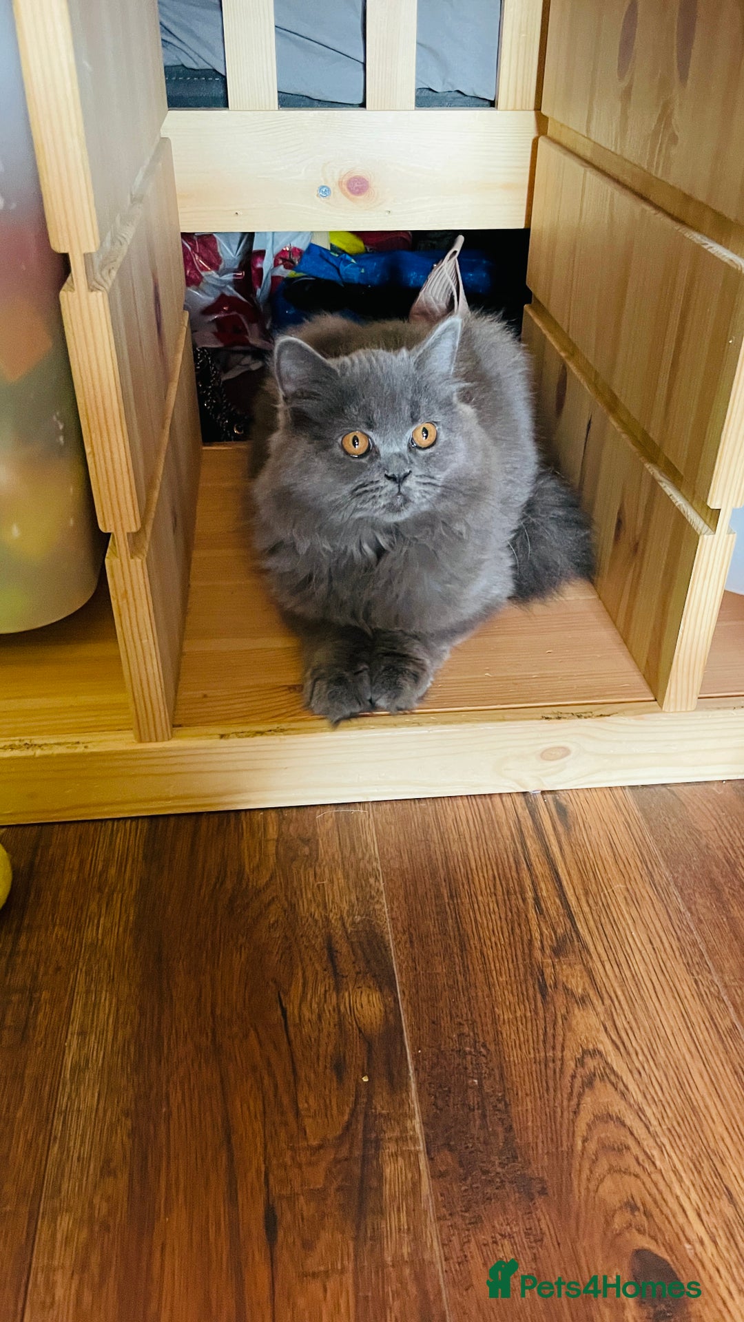 Scottish Fold cats for sale: Beautiful boy and girl looking for forever home ❤️ in Derby - Image 14
