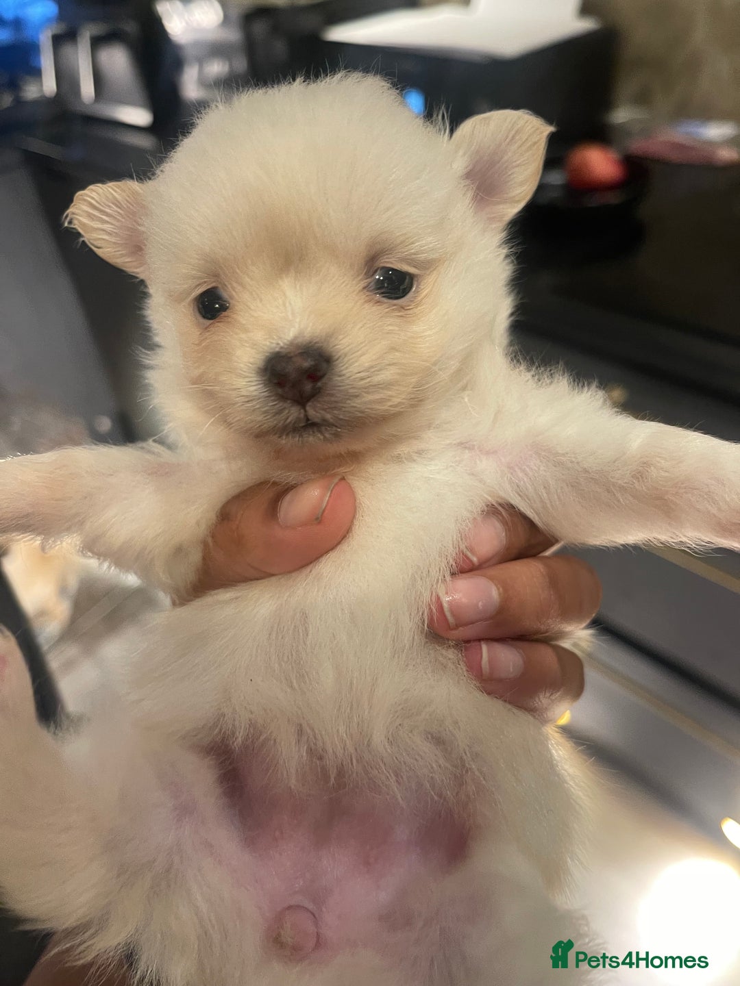 Pomchi dogs for sale: 3 little pomchis  - Advert 1