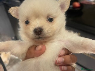 Pomchi dogs 3 little pomchis - Advert 5