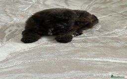 Shihpoo dogs for sale: Shih Tzu X poodle X Shihpoo - Image 27