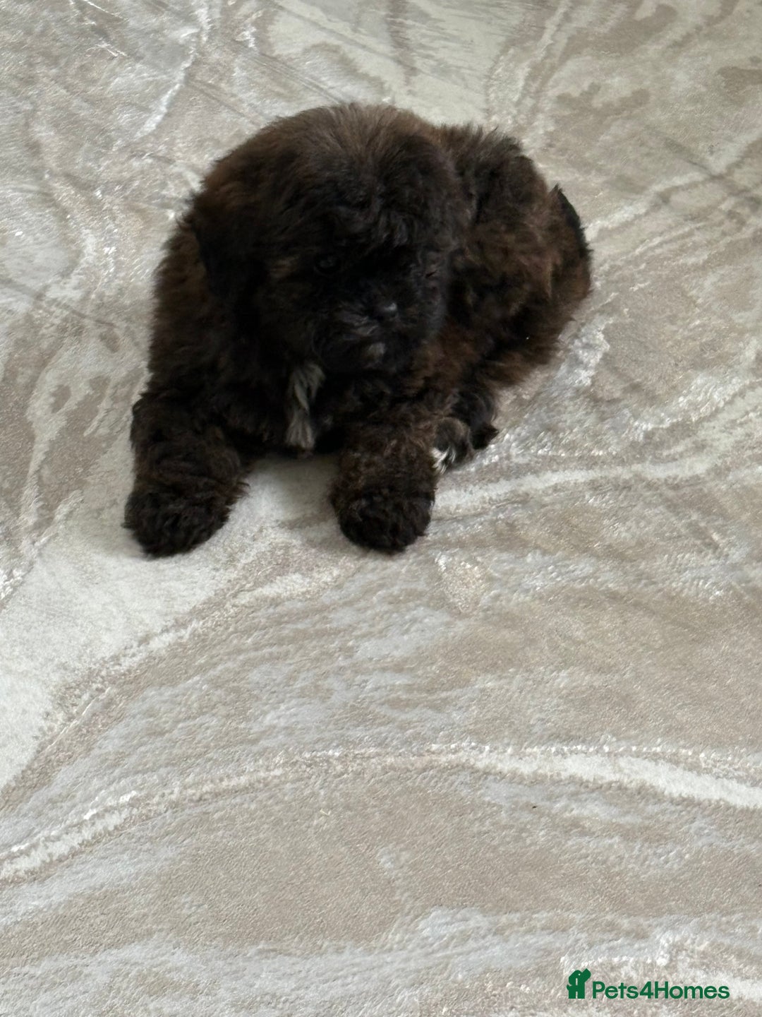 Shihpoo dogs for sale: Shih Tzu X poodle X Shihpoo - Image 27