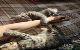 Domestic Shorthair cats for sale: Kittensss - Image 7