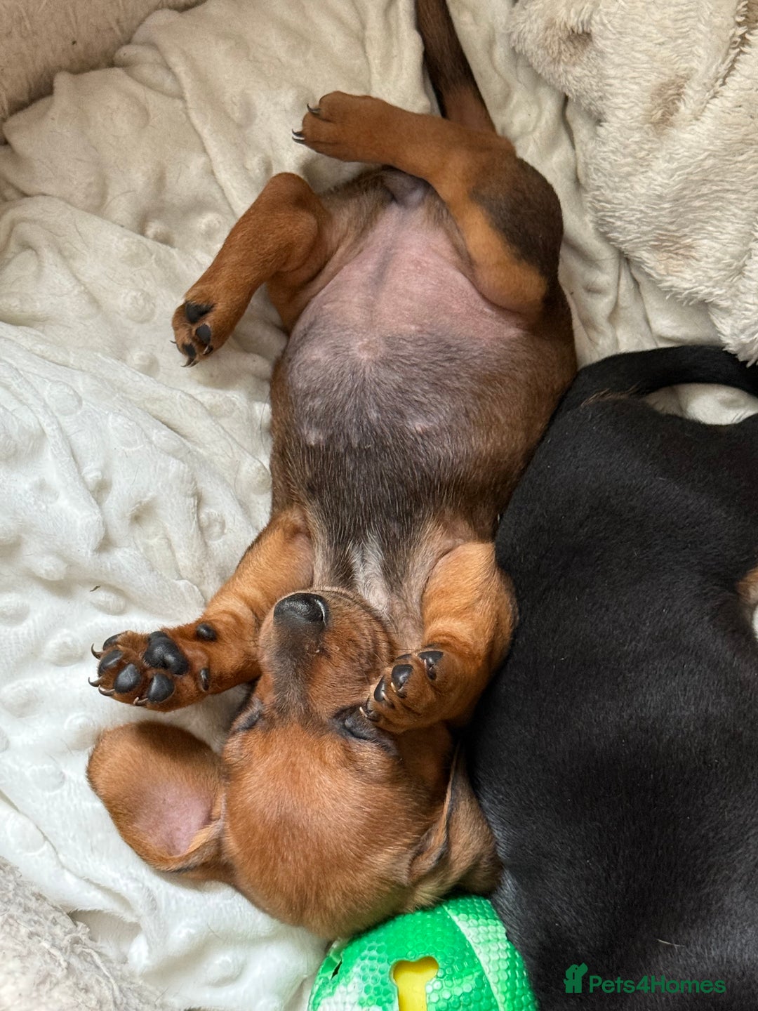 Dachshund dogs for sale: Dachshund puppies looking for new family  - Image 4