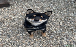 Japanese Shiba Inu dogs for stud: Champion Japanese Line Shiba Inu For Stud - Image 2