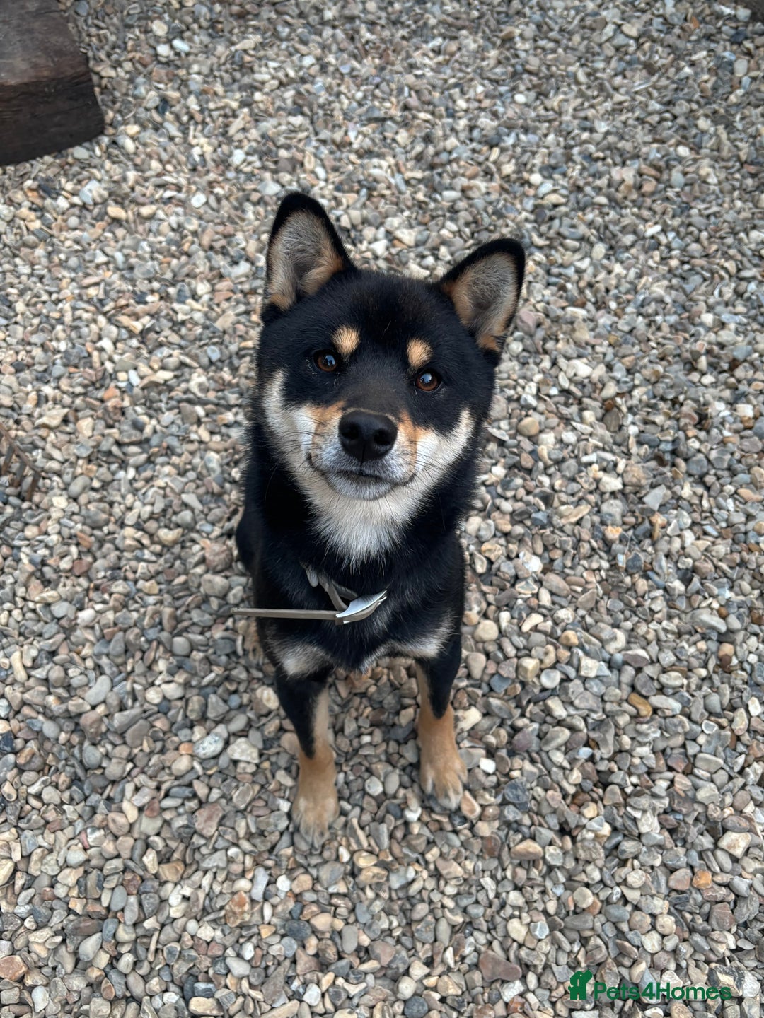 Japanese Shiba Inu dogs for stud: Champion Japanese Line Shiba Inu For Stud - Image 2