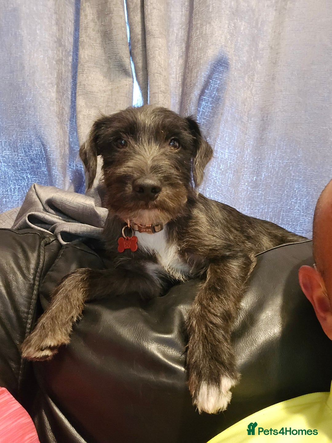 Jack Russell dogs for sale: Beautiful Jack russell  - Image 6