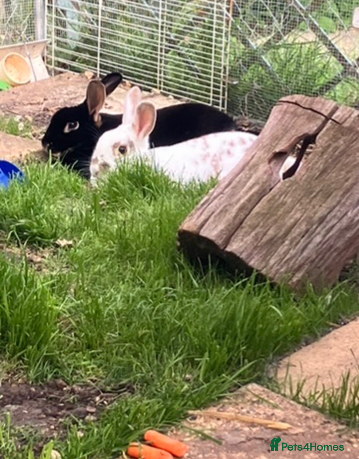 Mixed Breed rabbits for sale: Male and Female bonded bunnies - Advert 20