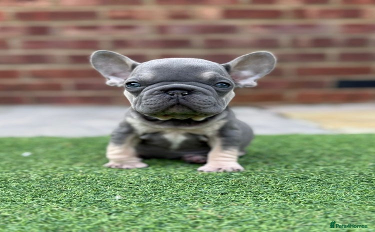 French Bulldog dogs - Advert 13