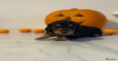 Miniature Dachshund dogs - Advert 5