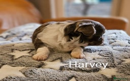 Chihuahua dogs for sale: ✨ Stunning KC long coat BOYS only✨ - Image 9