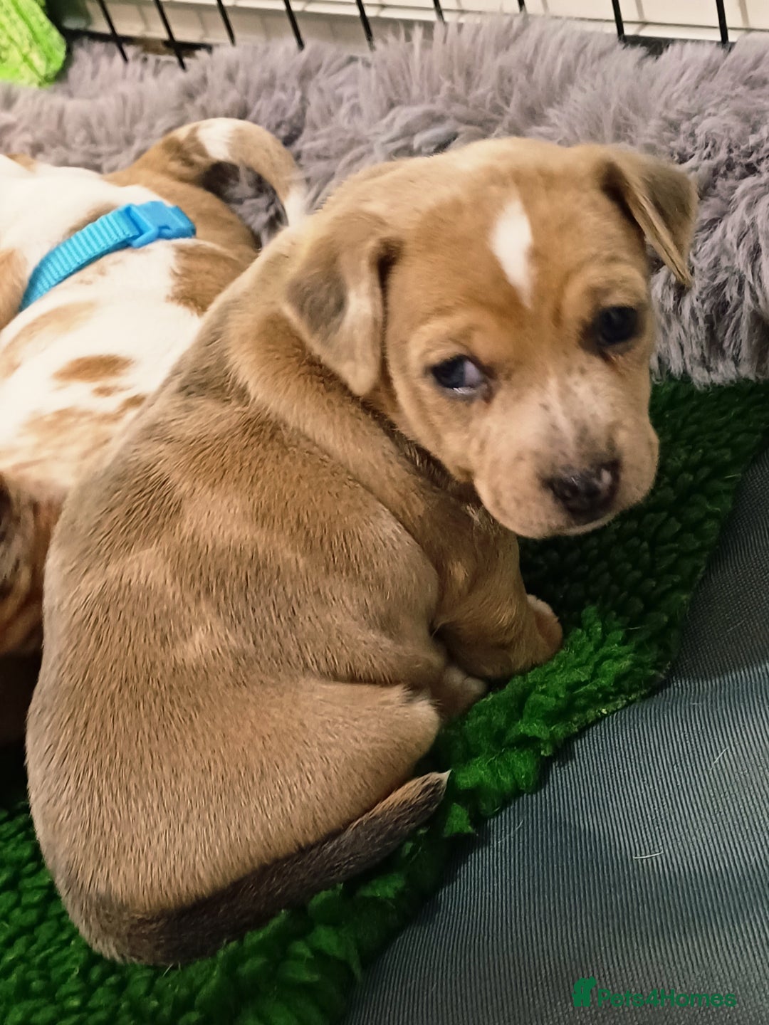 Jack Russell dogs for sale: Lilac Merle jack russell boy - Image 4