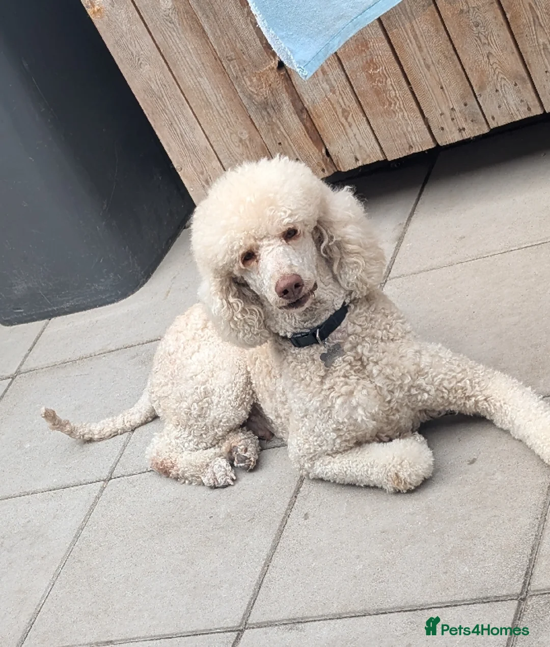 Standard Poodle dogs for stud: 3 Standard poodles for stud in Wirral - Advert 9