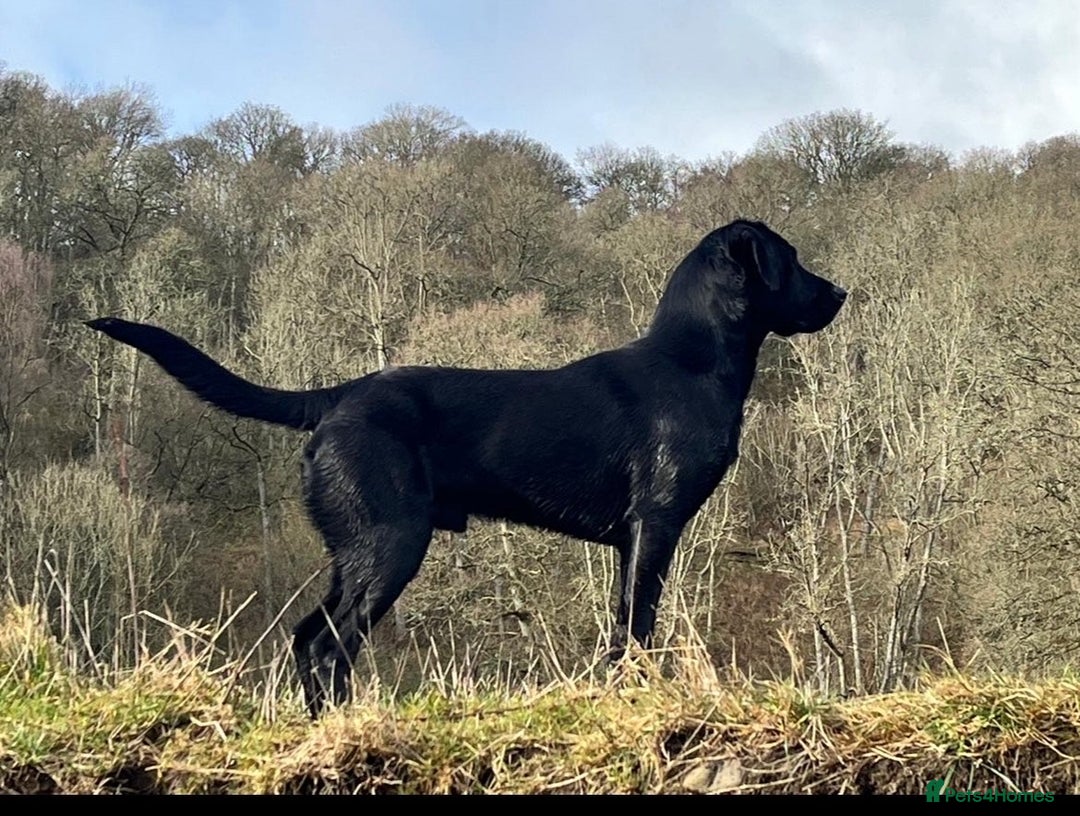 Labrador Retriever dogs for stud: Black Labrador for Stud  - Advert 5