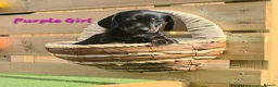 Miniature Dachshund dogs for sale: LAST PUP! Miniature Dachshund Puppies 🐶🐾 - Advert 28