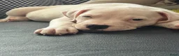American Bulldog dogs for sale: Female American bulldog  - Advert 9