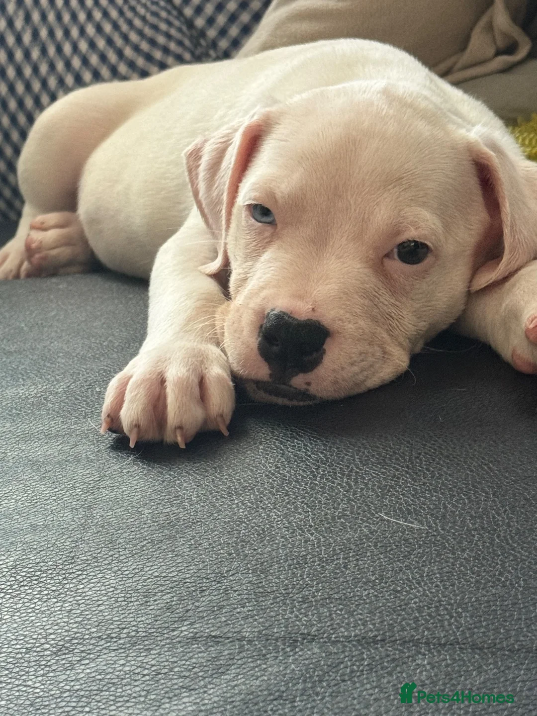 American Bulldog dogs for sale: Female American bulldog  - Advert 9