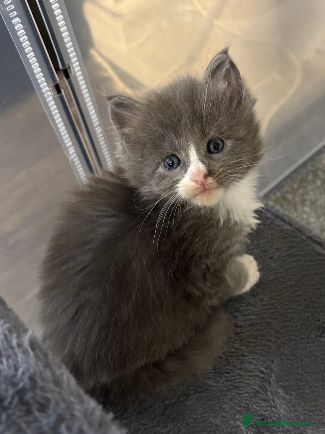 Maine Coon cats for sale: Beautiful RARE coloured Maine Coons - Image 16