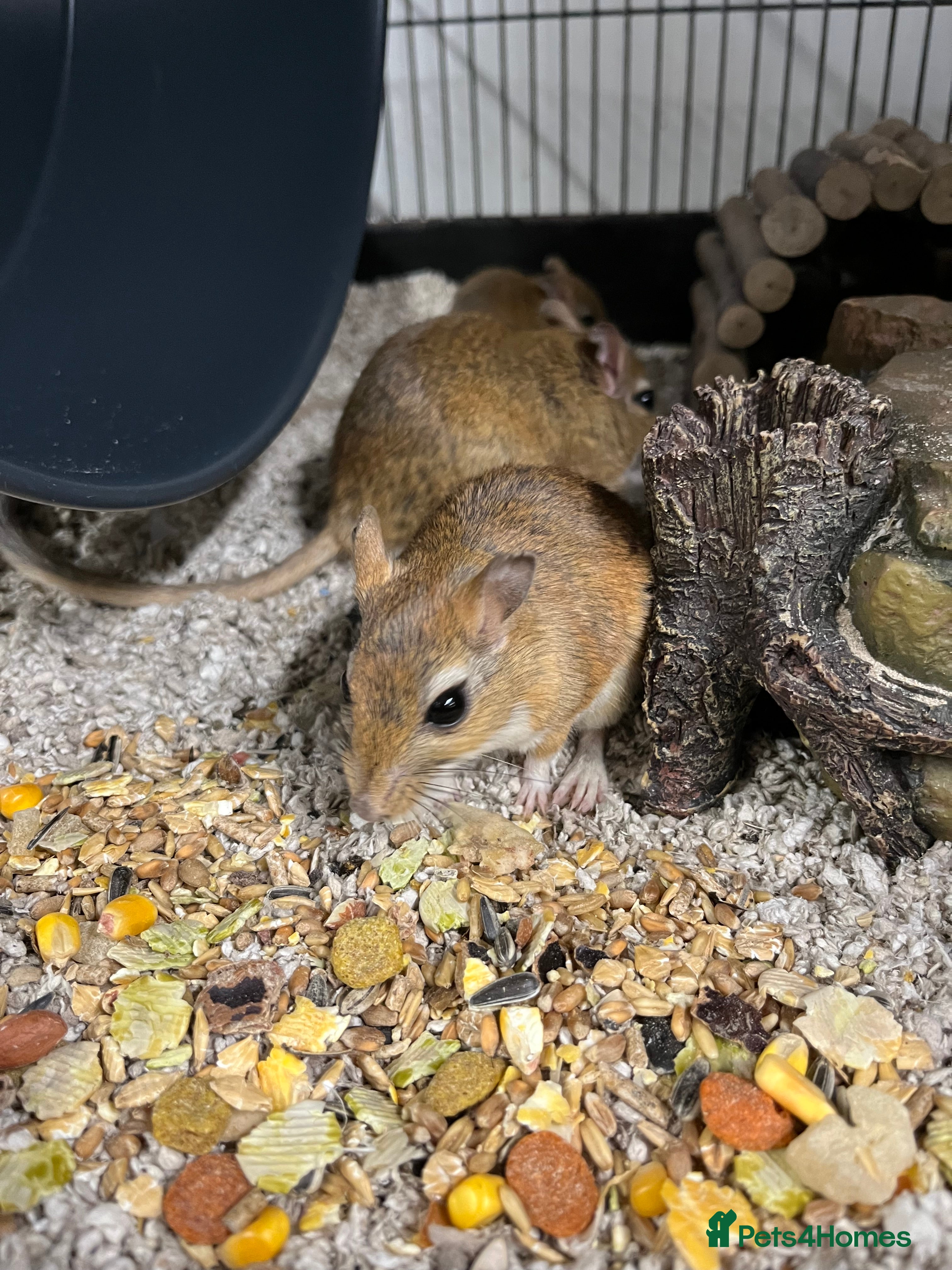 Gerbil rodents Persian Jirds - Advert 1