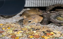 Gerbil rodents for sale: Persian Jirds - Image 7