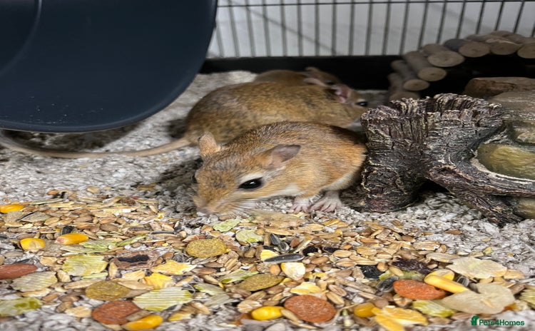 Gerbil rodents - Advert 10
