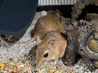 Gerbil rodents Persian Jirds - Advert 1