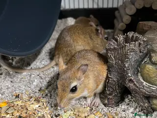 Gerbil rodents Persian Jirds - Advert 4
