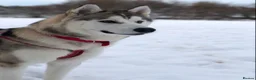 Siberian Husky dogs for stud: Siberian Husky Stud – Healthy & KC Registered in Lichfield - Advert 4