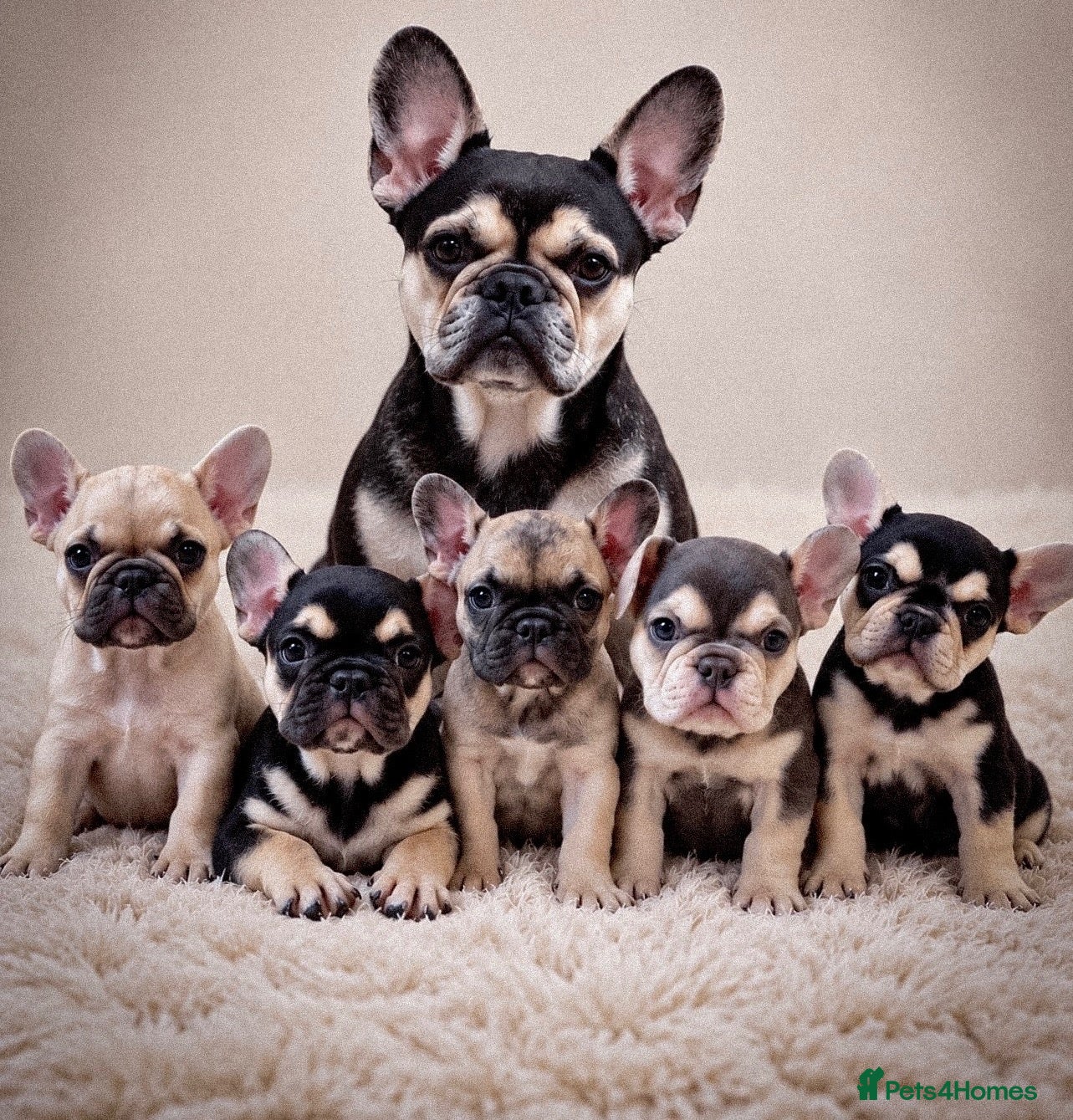 French Bulldog dogs Beautiful French Bulldog puppies! - Advert 1
