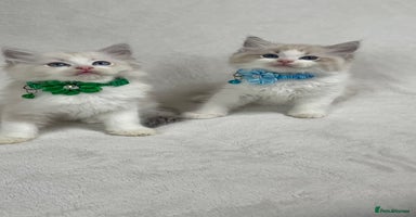 Ragdoll cats - Advert 3