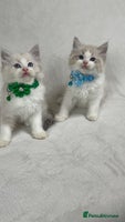 Ragdoll cats - Advert 5