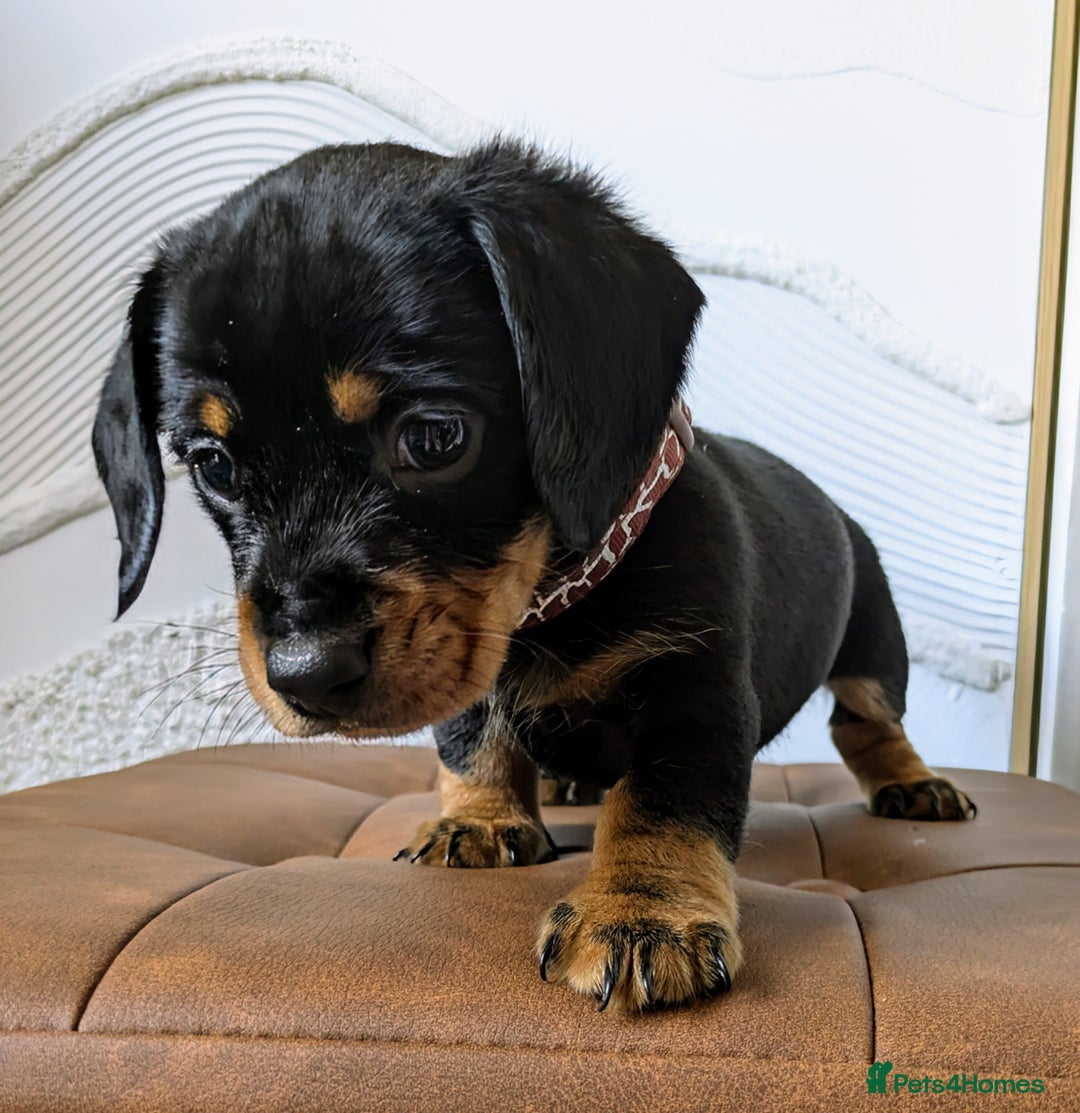 Miniature Dachshund dogs for sale: Miniature Dachshund Puppies  - Image 14