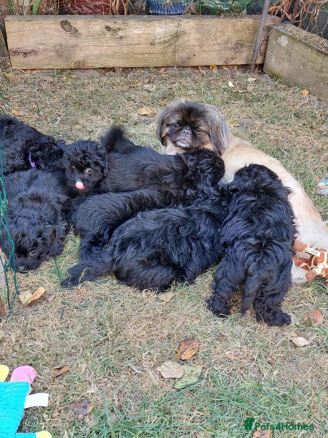 Mixed Breed dogs for sale: Poodle-Pekingese (peekapoo) pups - Image 8
