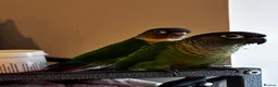 Conures birds for sale: Conure babies parent reared!! - Advert 5