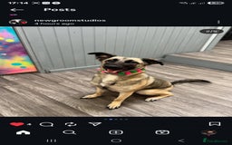 Mixed Breed dogs for sale: 1 year old for rehome - Image 1